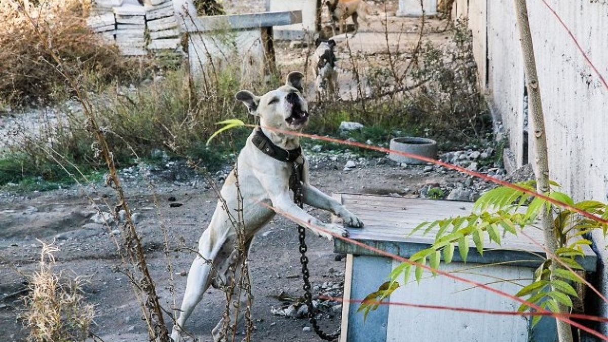 Бойни питбули препълниха приюта в Пловдив, няма място за уличните кучета