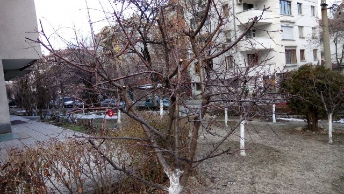 Баба Марта дойде в Пловдив още през февруари (СНИМКИ)