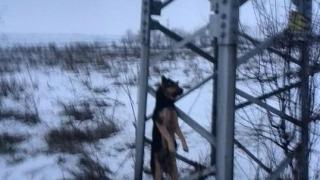 Изроди обесиха куче на електрически стълб