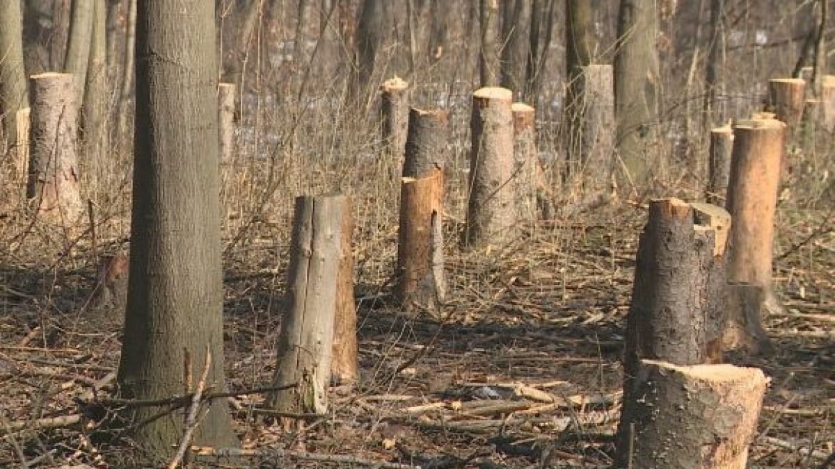 Масова сеч в Западен парк – десетки дървета паднаха за ден (ВИДЕО)