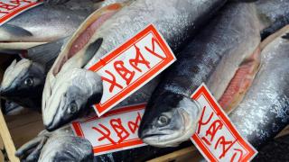 Ядете вредна храна? Две порции мазна риба седмично ви решават проблемите 