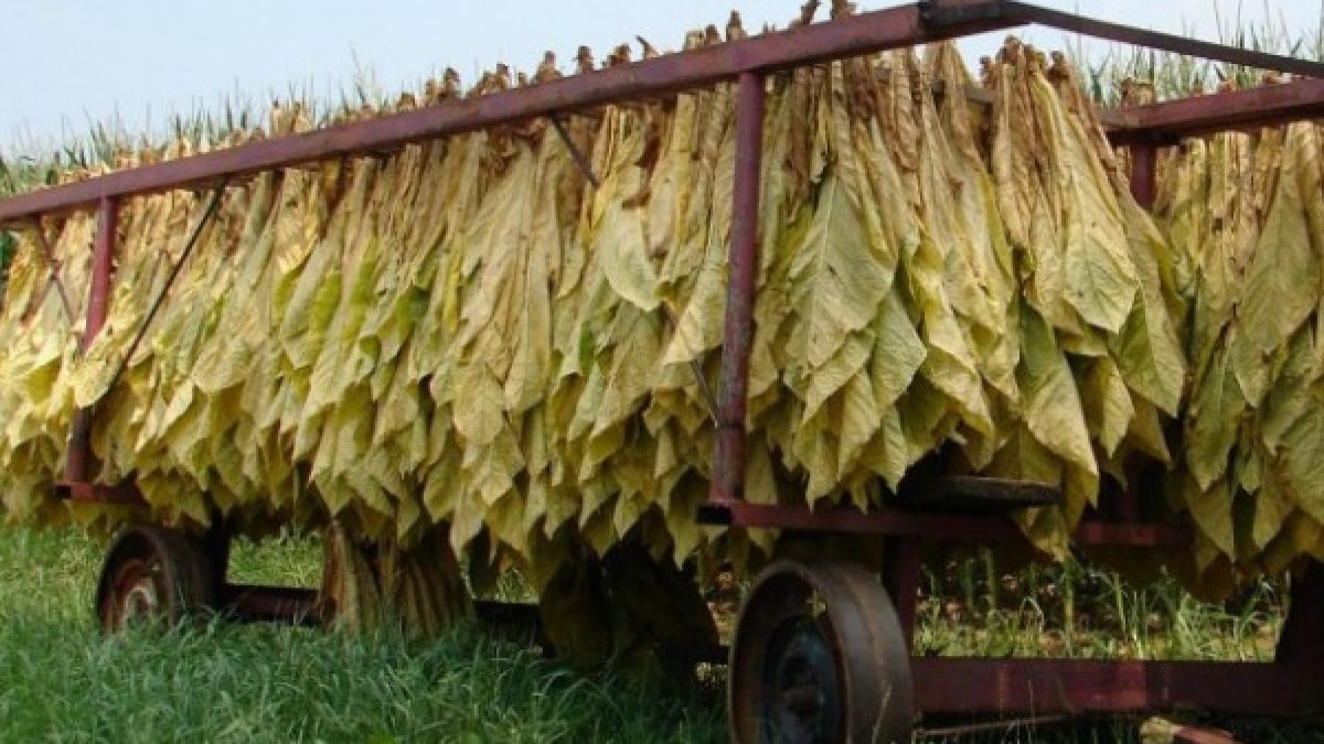 Гърци разреваха родните тютюнопроизводители