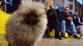 Хайлайфът на кучетата дефилира в Кючука (СНИМКИ)