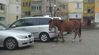Коне свободно си щъкат из Кърджали (СНИМКИ)