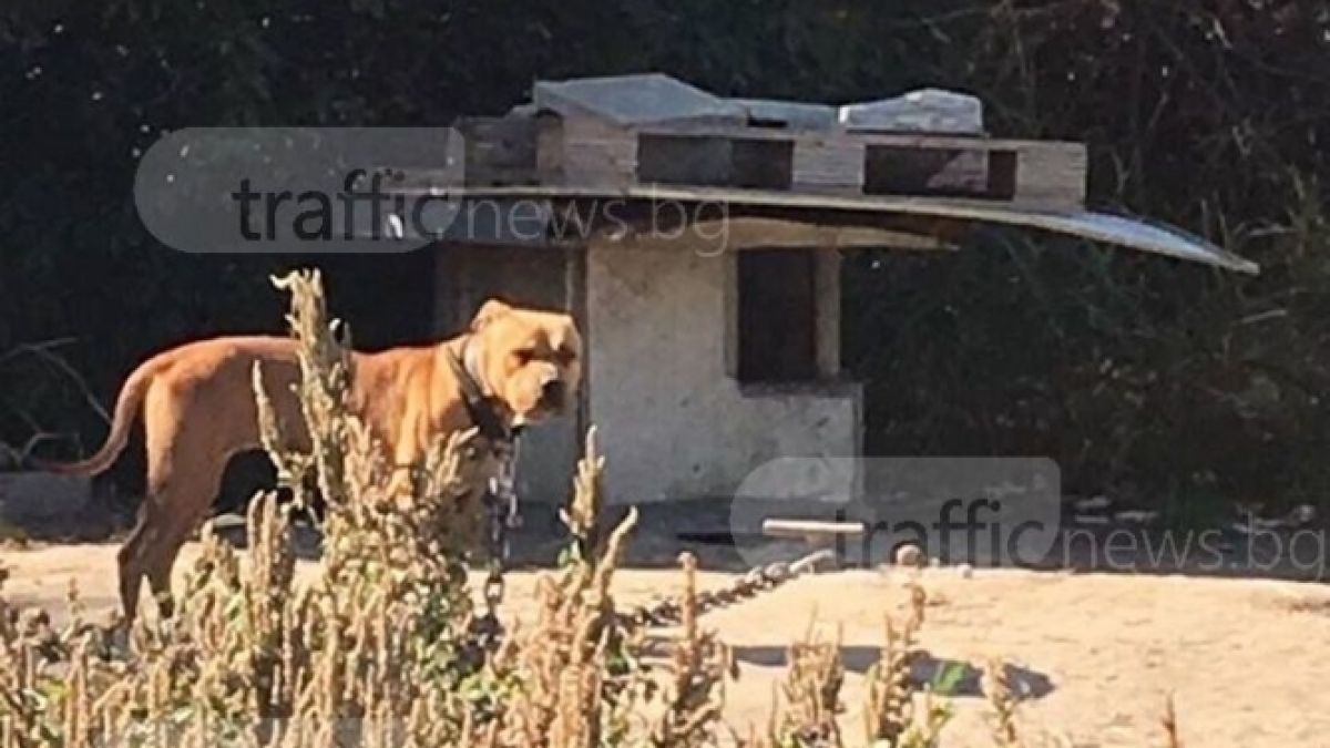 Прокуратурата обвини експолицая и сина му за боевете с питбули в Пловдив (СНИМКИ)