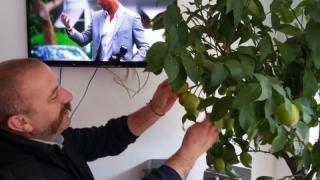 Хотелиер в родопски град привлича туристи с домашно отглеждани лимони