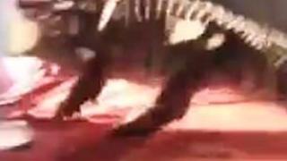 Ужас! Крокодил отхапа лицето на звероукротител по време на шоу (ВИДЕО 18+)