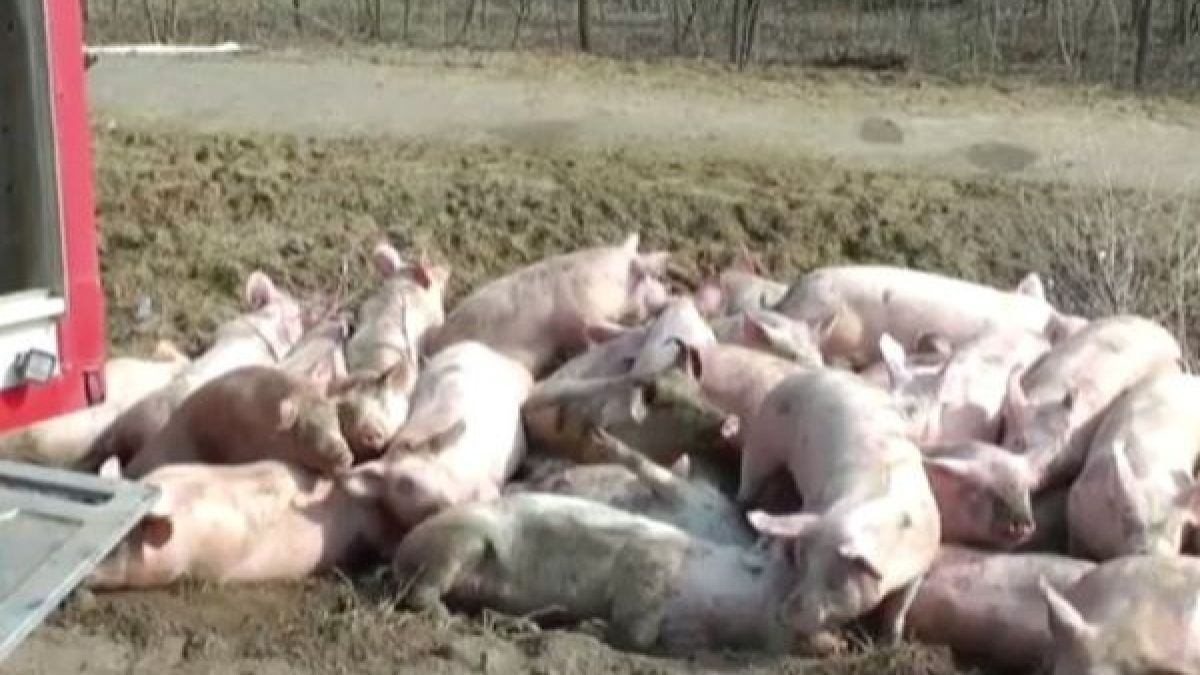 Куриоз: Камион изсипа 100-тина прасета след катастрофа край прочуто село (СНИМКА)