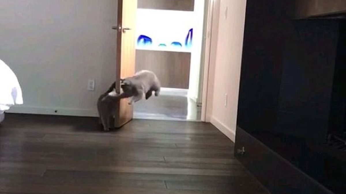 Уникално ВИДЕО! Палаво коте плаши друго, скрило се зад врата