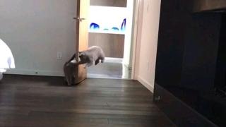 Уникално ВИДЕО! Палаво коте плаши друго, скрило се зад врата