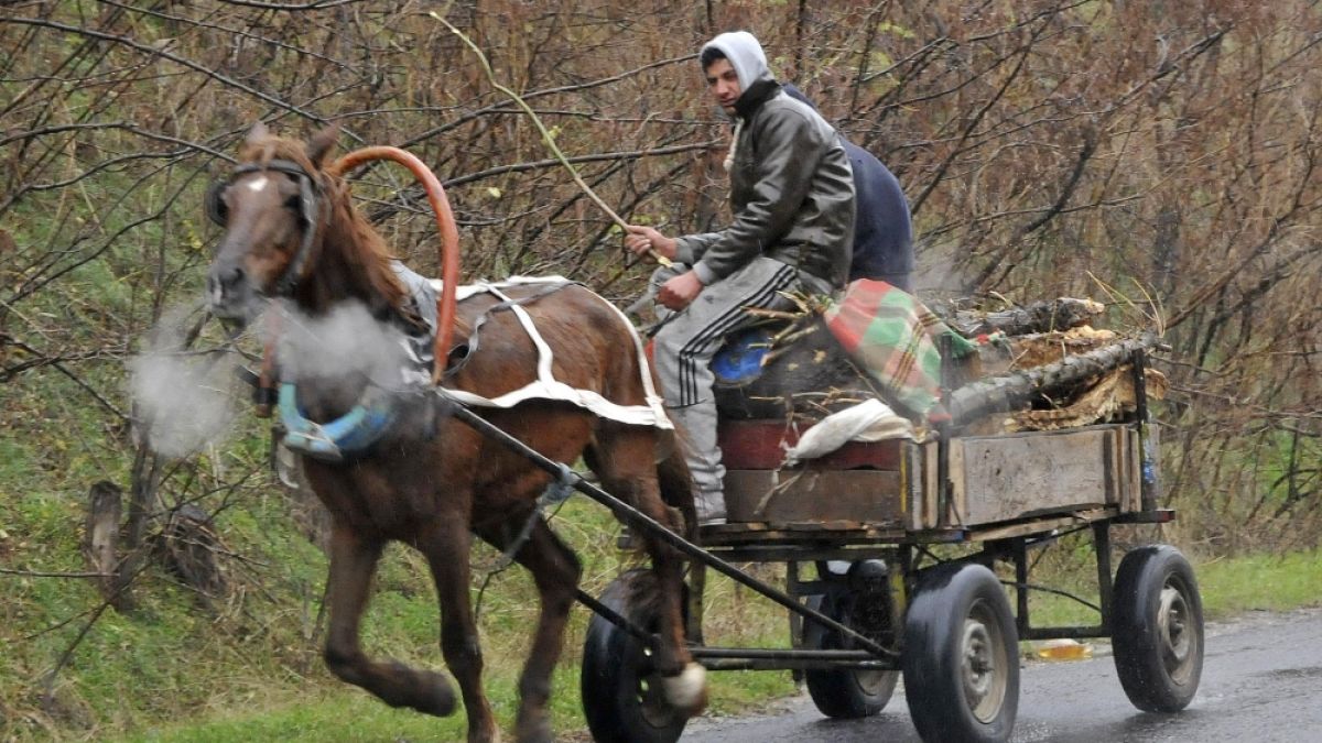 Куриозен екшън във Вършец! 