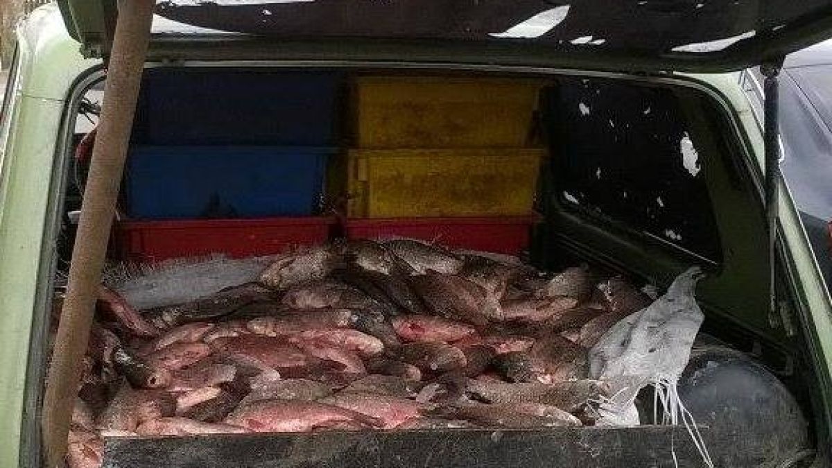 2660 кг риба иззета при нарушения само за 3 дни
