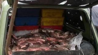 2660 кг риба иззета при нарушения само за 3 дни