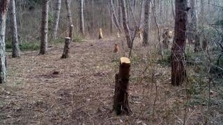 Нова сеч в Западен парк вбеси софиянци (СНИМКИ)