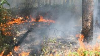 Овчари подпалиха горски масив 