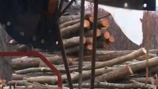 Първо в БЛИЦ: Цацаров се прицели в далавери на току-що назначен от кабинета Герджиков горски шеф