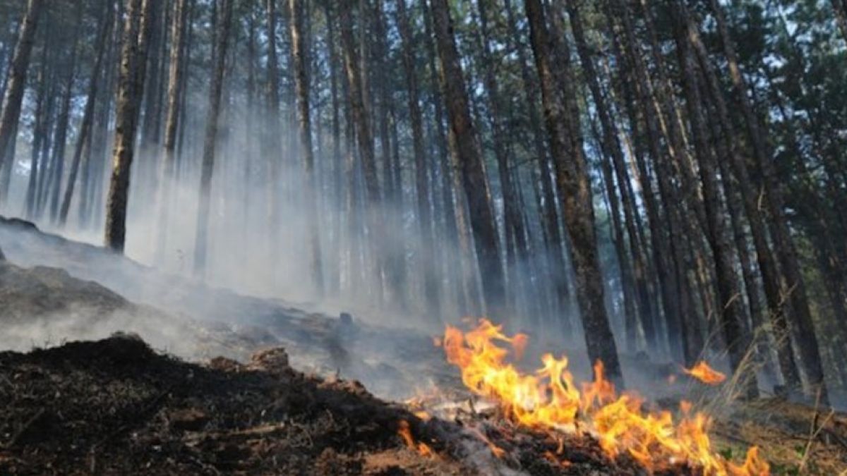 50-годишна борова гора изгоря при пожар до Стара Загора