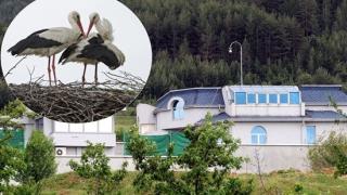 Щъркелът на Галеви раздава правосъдие в Ресилово