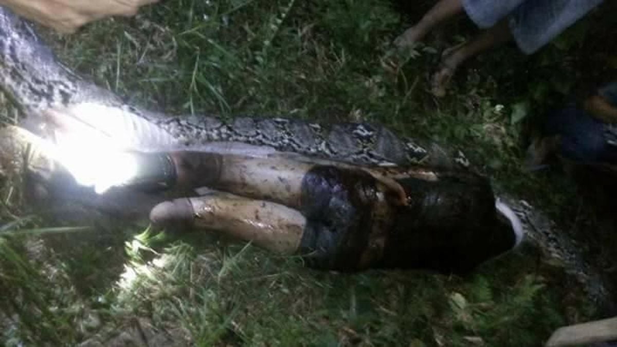 Ужасна смърт! ВИДЕО (18+) показа как вадят тяло на мъж от стомаха на чудовищен питон (СНИМКИ)