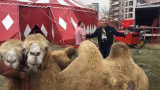 Камили говорят на немски в цирка на Драго Чая