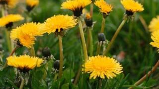 Уникално! Ново проучване разкри, че растение, което го има във всяка градина, бори рака