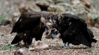 Зловеща находка в Кресненското дефиле! 