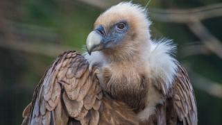 До момента са открити 17 мъртви лешояда в Кресненското дефиле