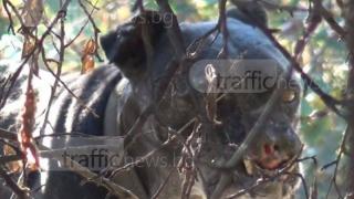 Организаторите на "Арената на смъртта" в Пловдив застават пред съда