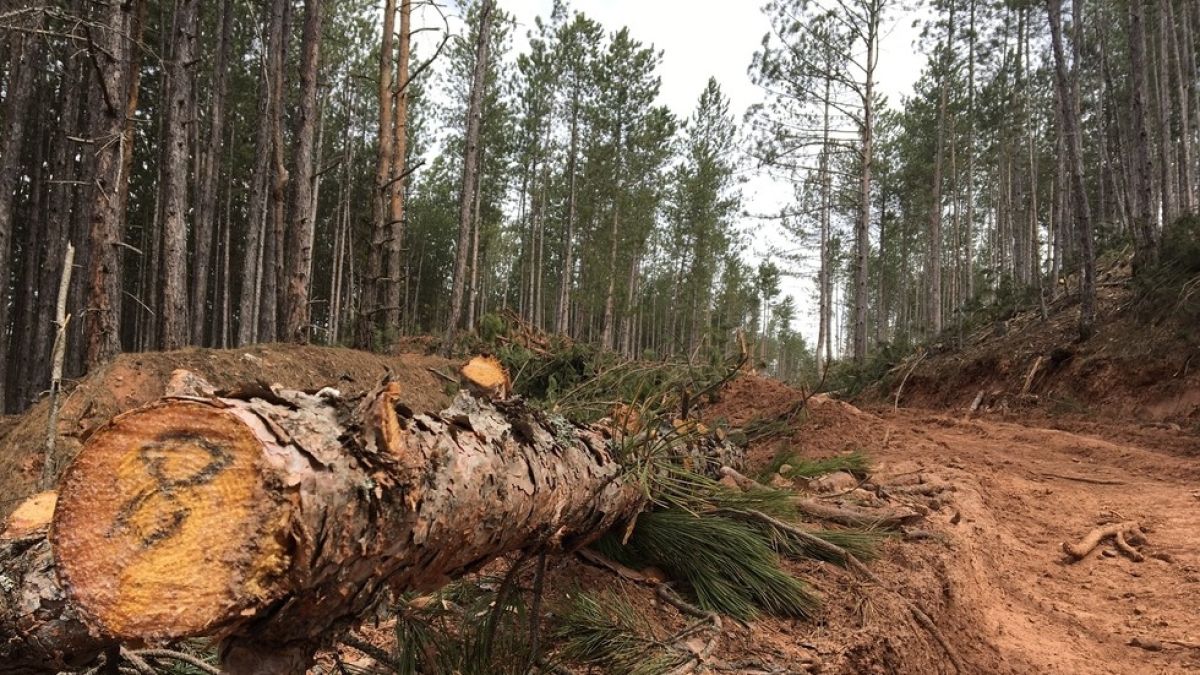 Секачи направиха нещо скандално край София (СНИМКИ)