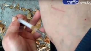 Пловдивските пандизчии смениха хероина с бонзай (ВИДЕО 18+)