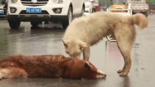 Трогателно ВИДЕО: Куче опита да „събуди” мъртвия си приятел (СНИМКИ)