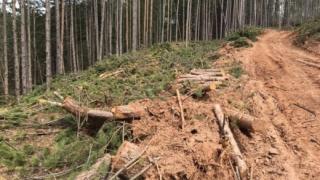 Хвърчат глави! Уволниха горски шеф за скандалната сеч край София
