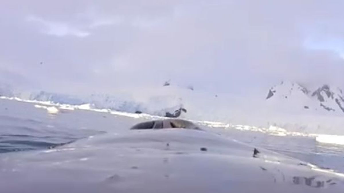 Уникално ВИДЕО: Ето какво е да си кит!