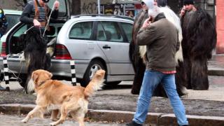 Всяко пето куче „виси” на хазната
