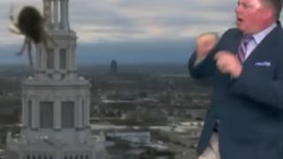 Американски водещ се изплаши от "гигантски" паяк в ефир (ВИДЕО)