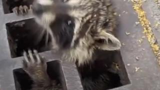 Това ВИДЕО разплака и едновременно разсмя хиляди хора