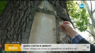 „Пълен абсурд”! Бетонирано дърво потресе софиянци (ВИДЕО)