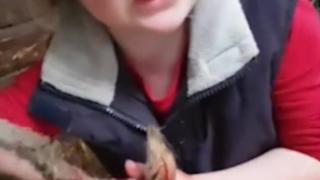 Шок! Тате, сега е празно: Малко момиченце акушира на овца (ВИДЕО)