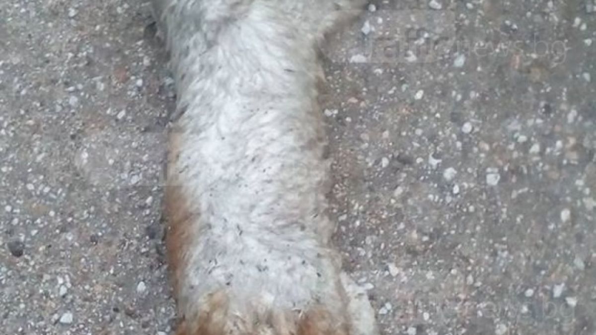 Ново зверство! Психопат отряза лапичките на коте в Стамболийски и после го уби (СНИМКА 18+)