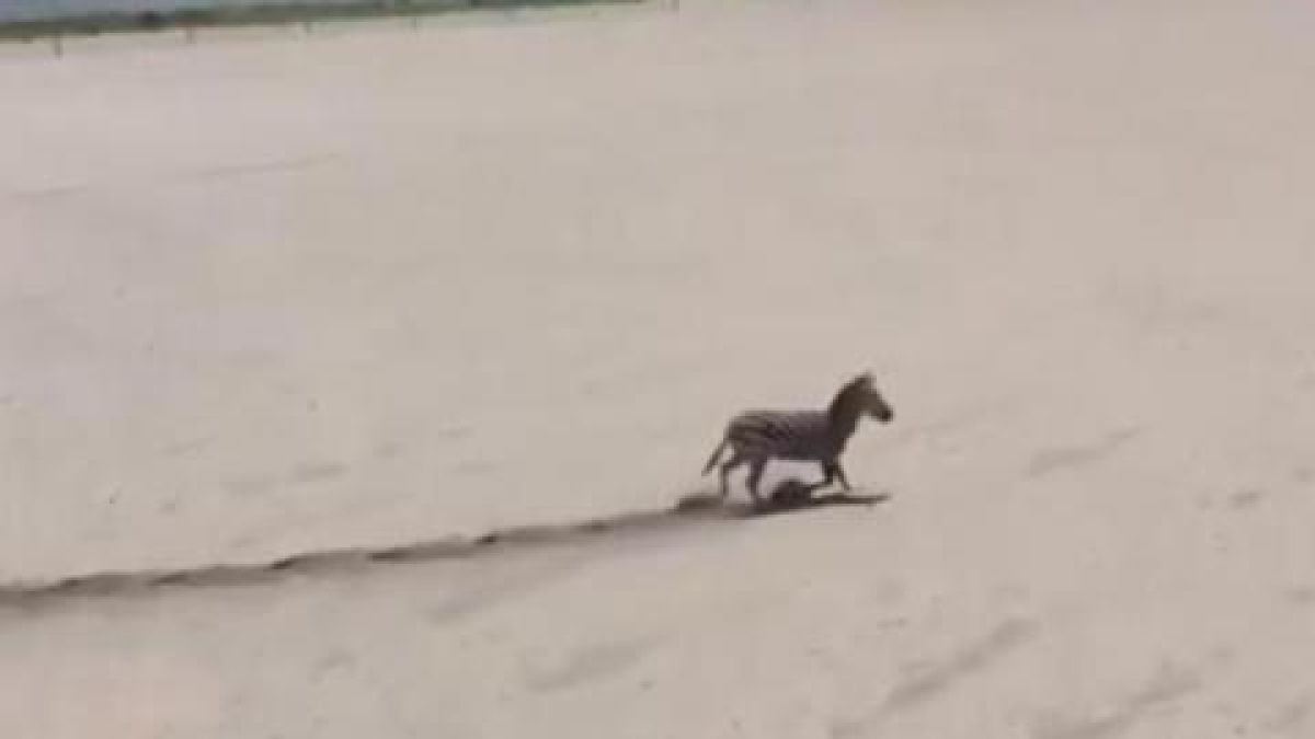 Зебра предизвика хаос във Флорида (ВИДЕО)