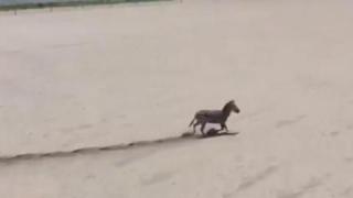 Зебра предизвика хаос във Флорида (ВИДЕО)