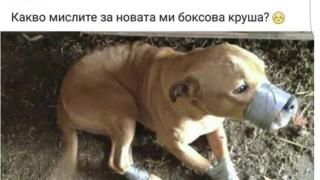 Изрод завърза с тиксо куче, за да си направи ... боксова круша (СНИМКА)