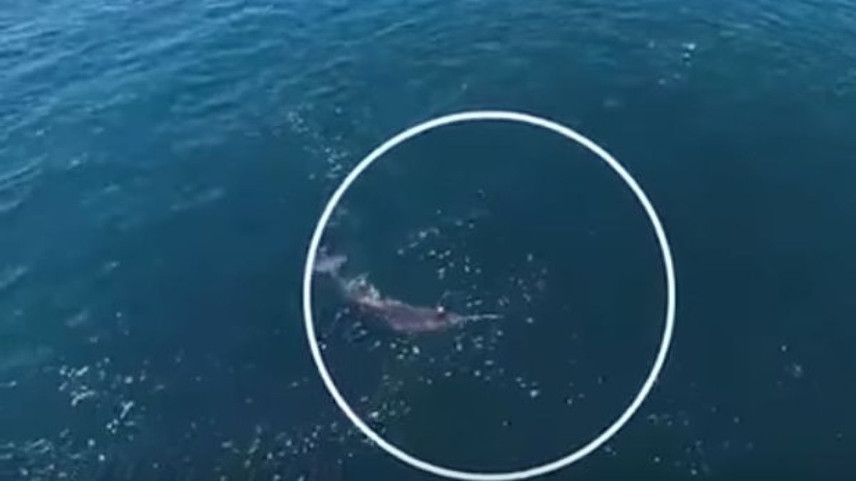 Уникално ВИДЕО разкрива тайната на „морския еднорог” (ВИДЕО)