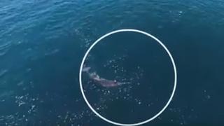 Уникално ВИДЕО разкрива тайната на „морския еднорог” (ВИДЕО)