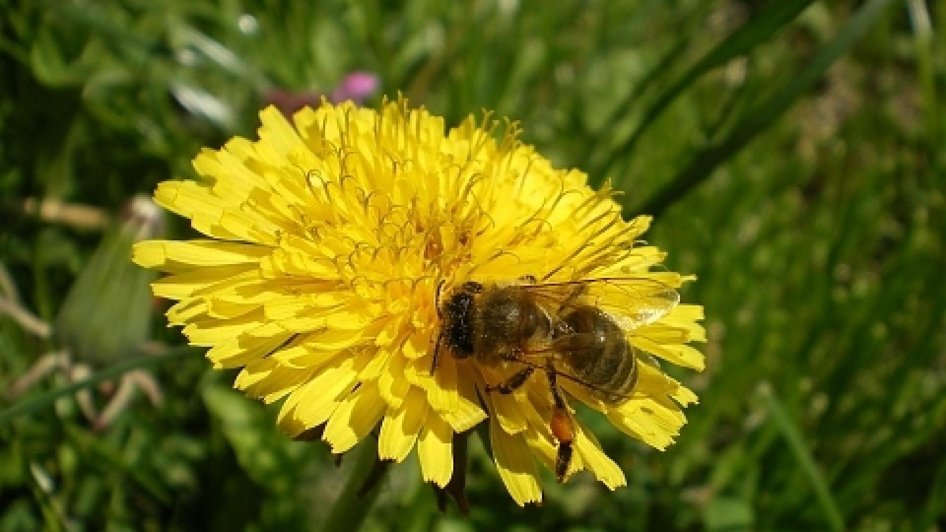 5 мощни билки, борещи се с рака 
