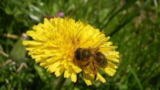 5 мощни билки, борещи се с рака 