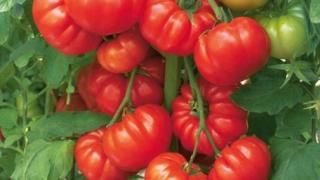 Ценни съвети: Изкарайте вкусни и ранни домати без оранжерии и разсад!
