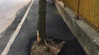 Скандална немарливост в столичния квартал "Дървеница" (СНИМКИ)