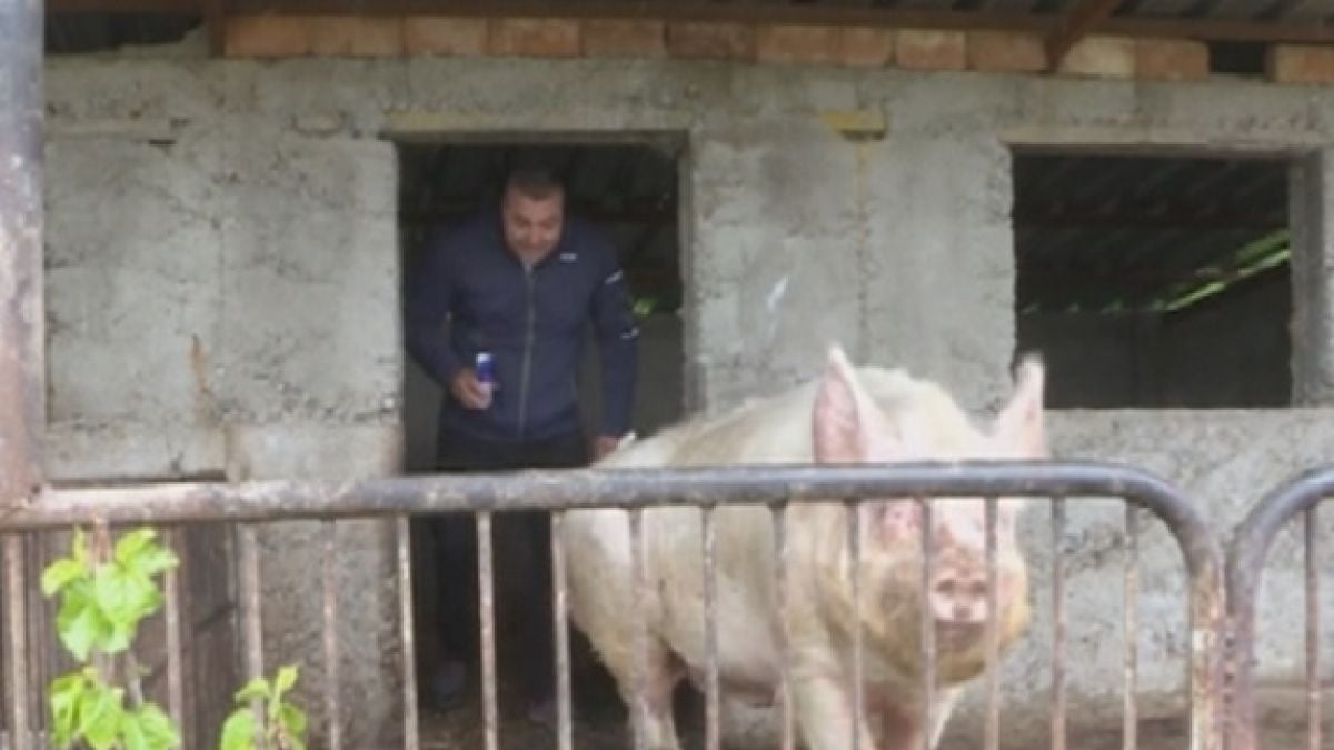 Прасе гигант живее във врачанско село, угояват го четири години 