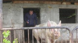 Прасе гигант живее във врачанско село, угояват го четири години 